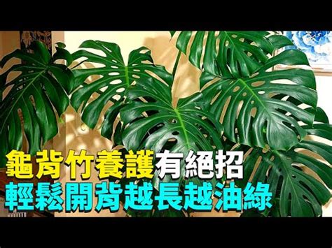 龜背芋可以放室內嗎 風車 寓意